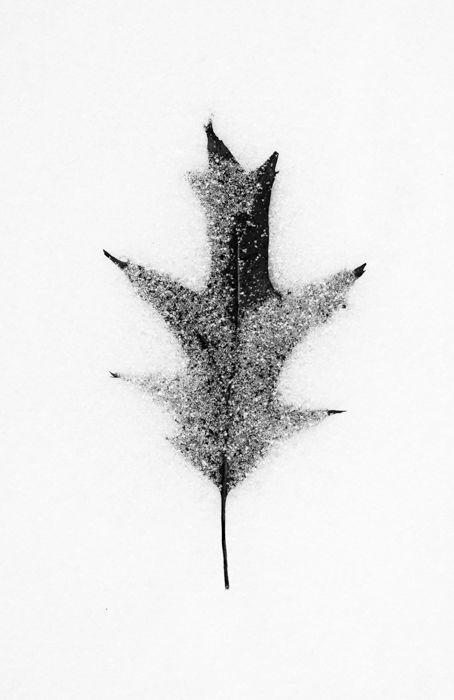 black and white macro photography of a leaf in the snow