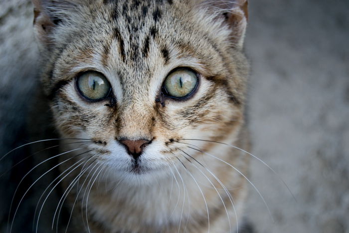 A close up photo of a cat edited with a clarity positive brush