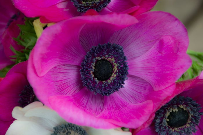 A close up photo of a bright pink flower with Clarity value:-50