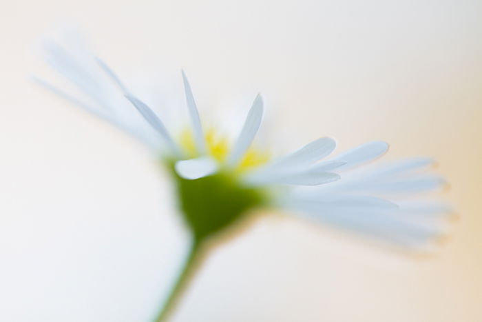 Blurry macro shot of a yellow and white flower with blurry background 