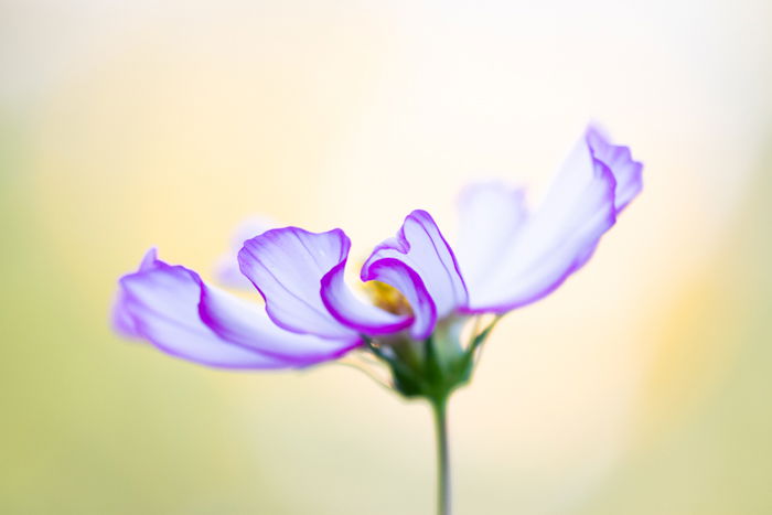 Blurry macro shot of a flower with blurry background 