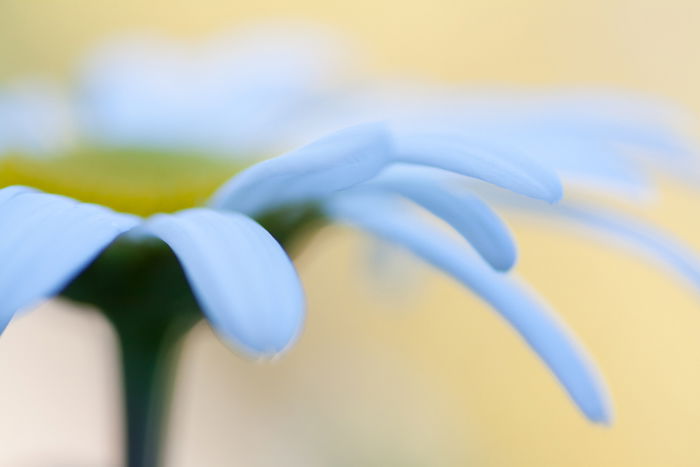 Blurry macro shot of a flower with yellow background