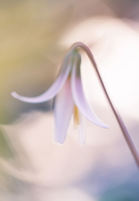 Blurry macro shot of a flower with blurry background 