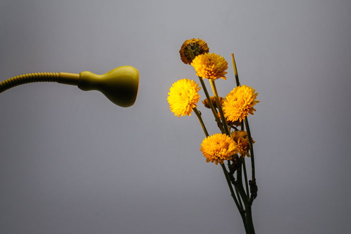 Macro photography lighting setup for taking a bunch of yellow flowers