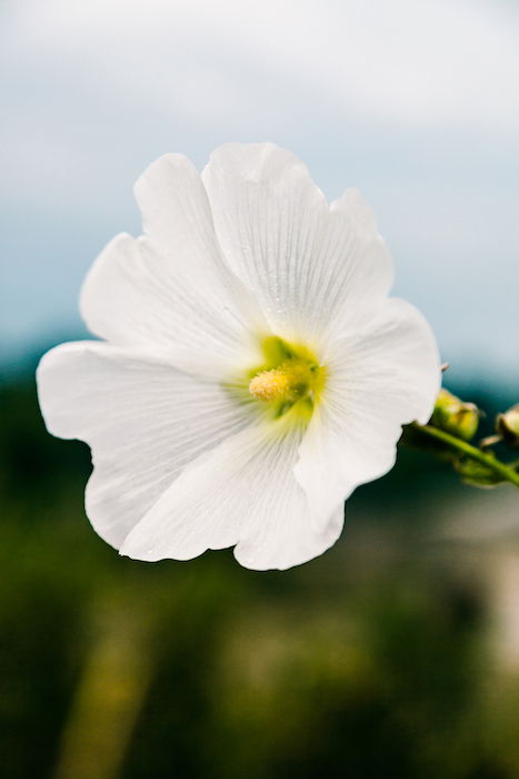 A close up of a white flower with soft background - smartphone flower photos 