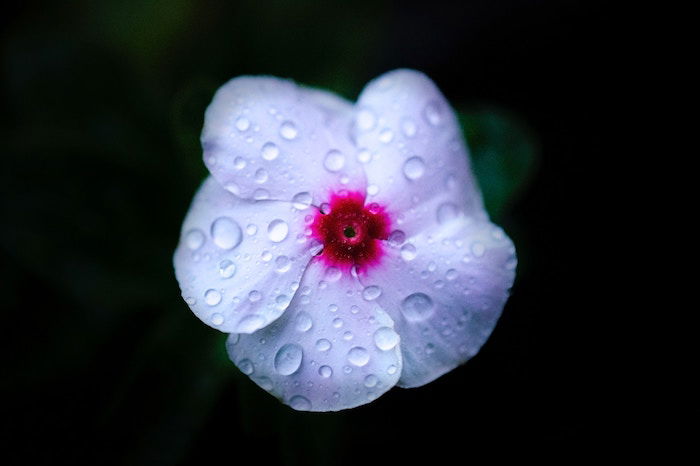 A close up of a soft pink flower covered with water drops against dark background - smartphone flower photos 