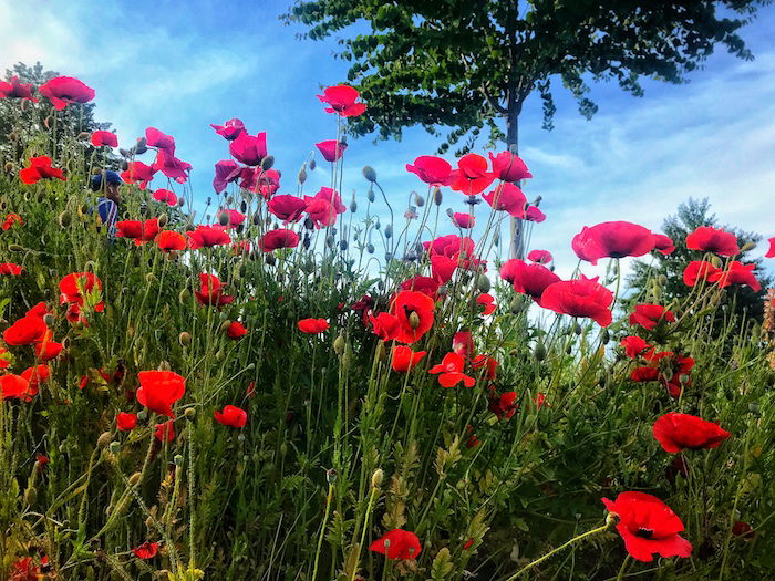 A close up of a group of wild poppies in grass - smartphone flower photos 