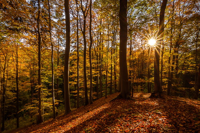 a shady forest with a starburst effect through the trees