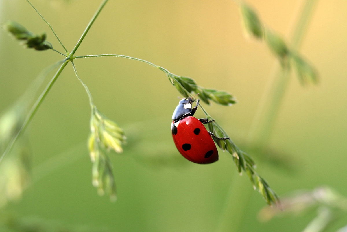 editing macro photography