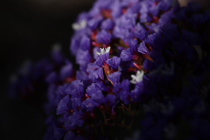 A macro photo of purple flowers with vignetting effect added in Lightroom