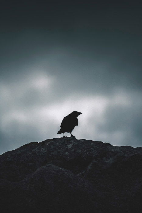 Atmospheric silhouette of a crow standing on rocks showing symbolism in photography