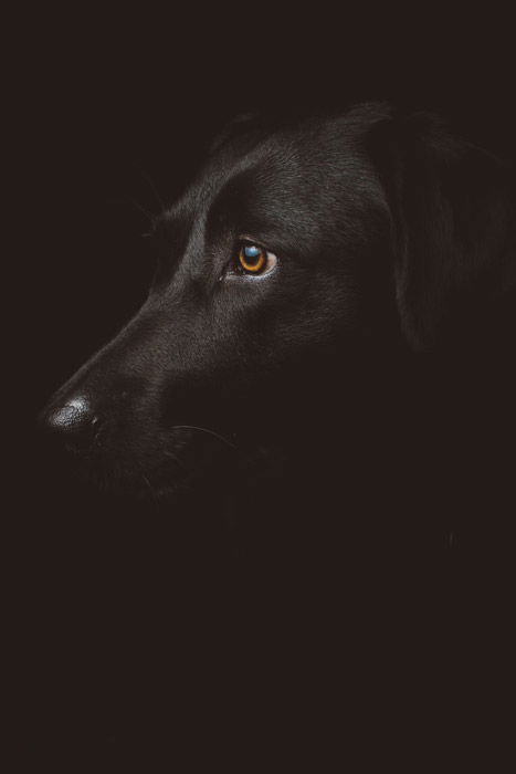 atmospheric pet portrait of a black dog on black background - symbolism in photography