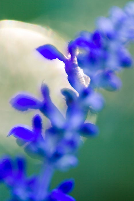 A soft focus fine art macro photos of the center of a flower