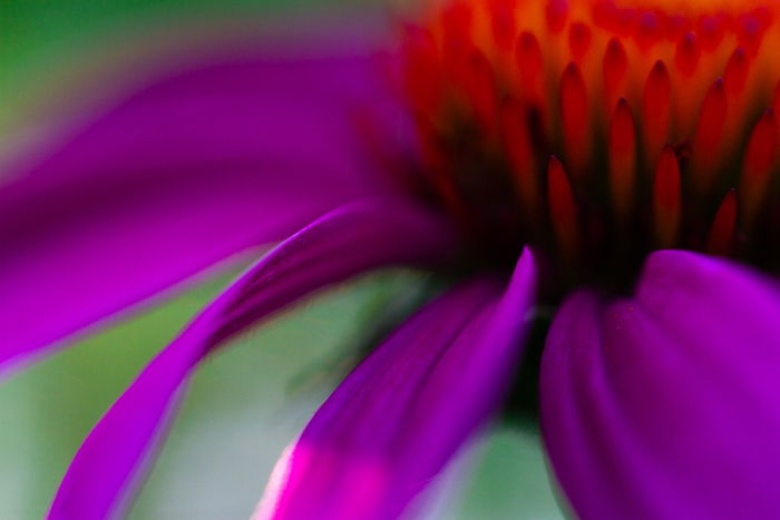 A soft focus fine art macro photos of a flower