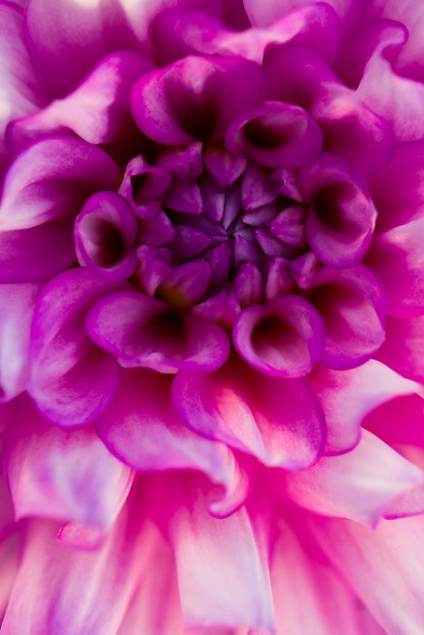 A soft focus fine art macro photos of a flower