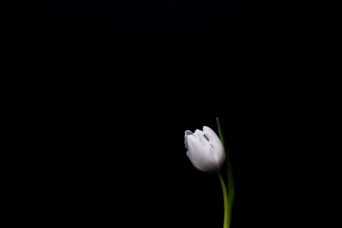 A soft focus fine art macro photos of a flower