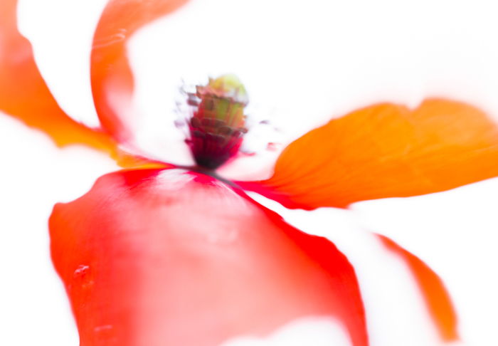 A soft focus fine art macro photos of a flower