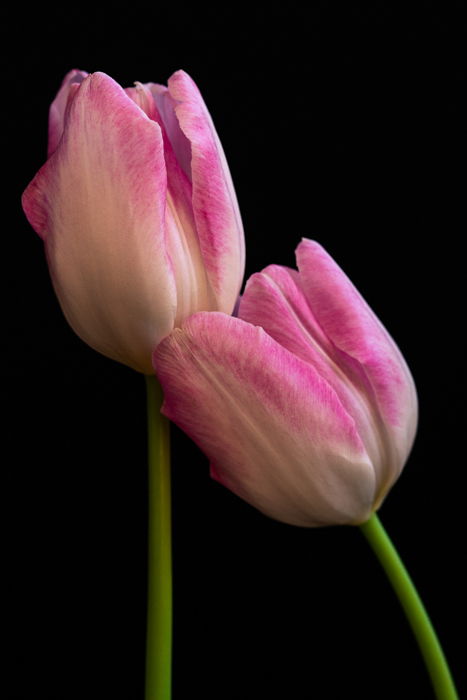 A soft focus fine art macro photos of a flower