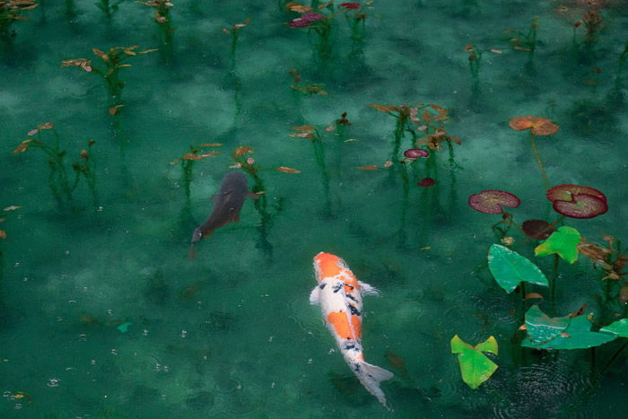 Koi carp swimming in a pond showing symbolism in photography