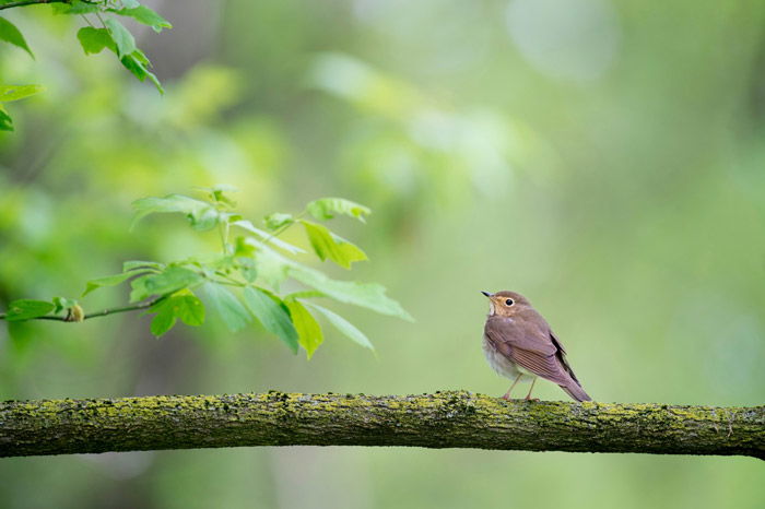 a robin on a branch - symbolism photography