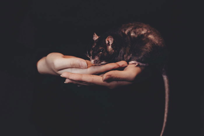 atmospheric photo of a rat on a persons hands - symbolism in photography