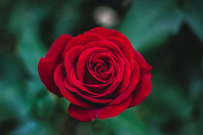 a red rose - symbolism in photography