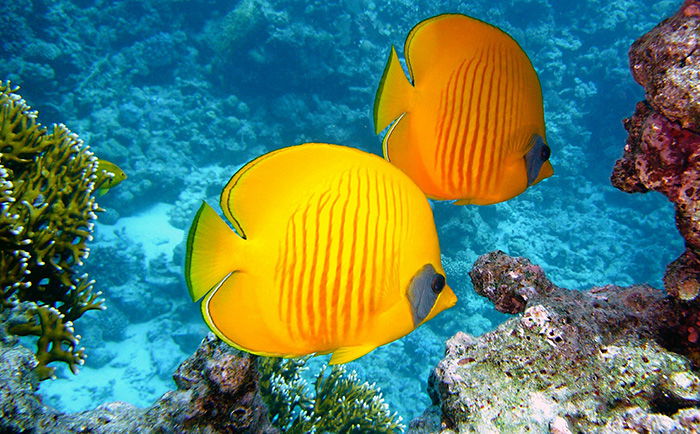 a beautiful image of yellow fish underwater