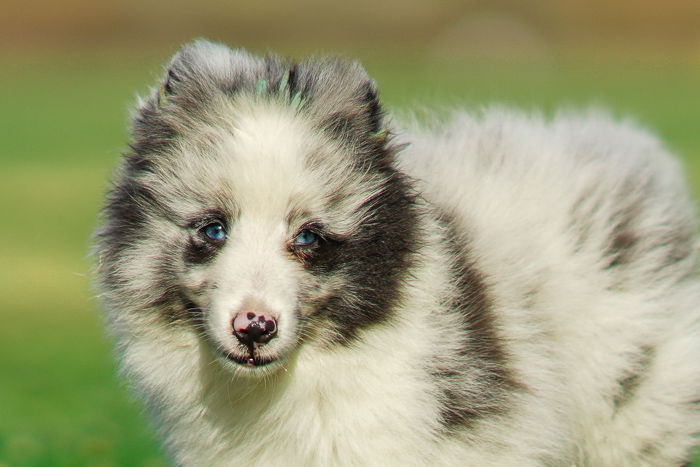 Close-up photo of a little dog