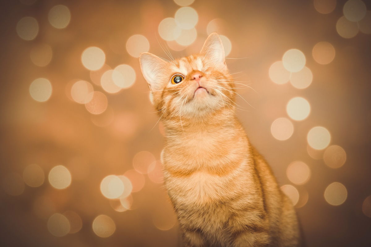 Cat with bokeh around it as an way of framing photography shots