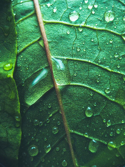 Macro photo of a green leaf with raindrops on it