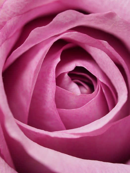 Macro photo of a pink rose