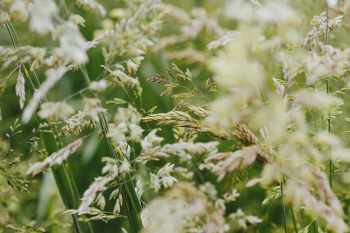 Macro photo of wheat in landscape format