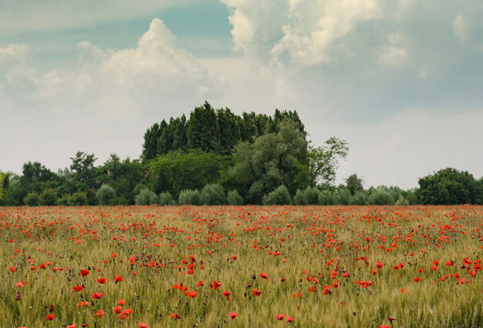 Landscape photo of a field full of red poppies with a forest in the background