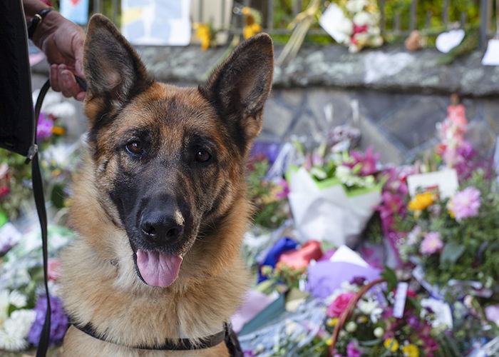 Close-up photo of a German Sheperd 