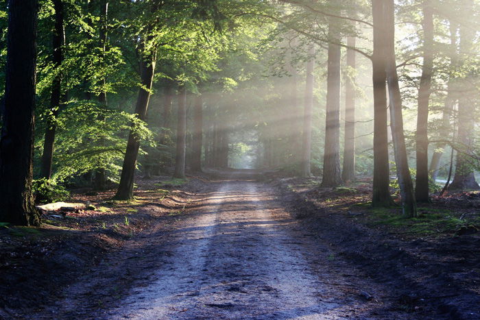 Photo of a forest with light shining through the woods