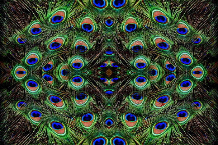 Photo of colorful peacock feathers mirrored