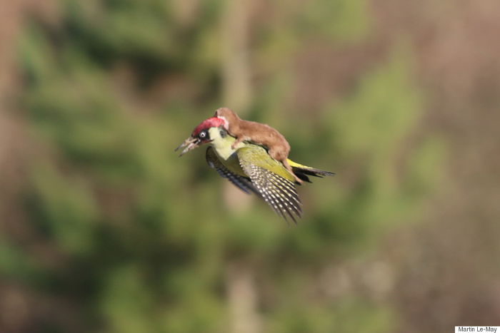 Photo of a woodpecker with a weasel on its back