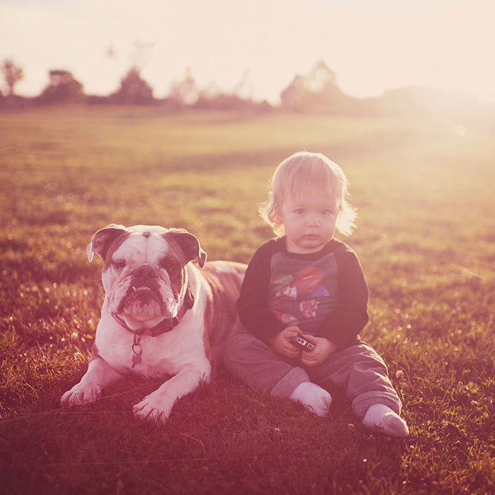 A small child sitting in a field with a pet bulldog 