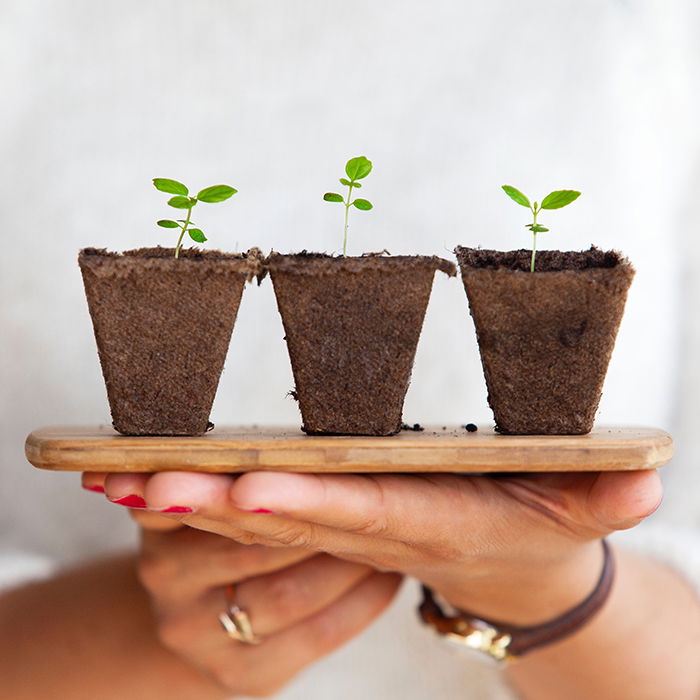 Two hands holding a small tray with three small plants on top 