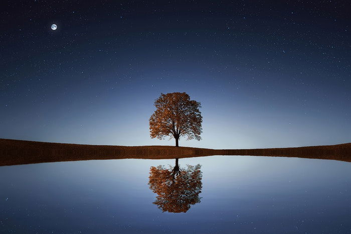 A reflection of a tree in a lake