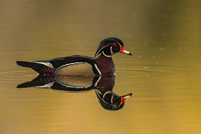 A bird swimming in water, the bird is reflected on the surface of the water, creating a double image 