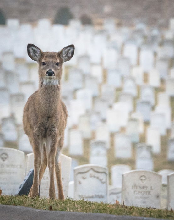 White-tailed deer at Jefferson Barracks cemetery