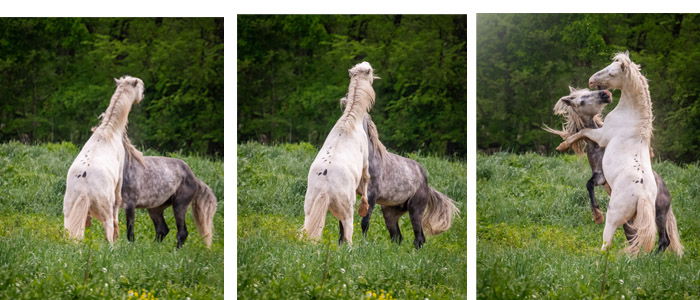 Horses 'dancing' in a field 