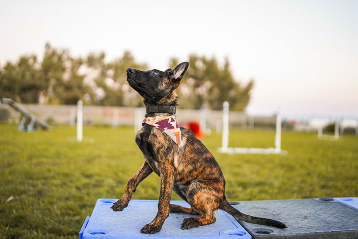 Photo of a dog at a competition