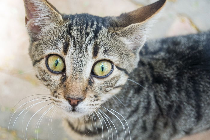 close up of a tabby cat with green eyes for a kitten photoshoot