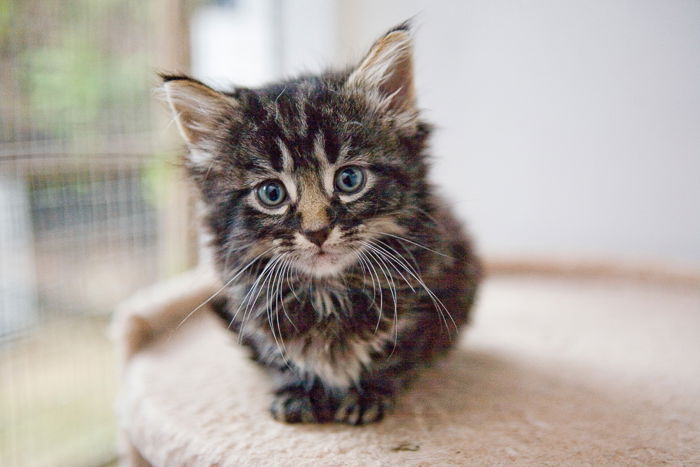 a cute kitten looking at the camera for a kitten photoshoot