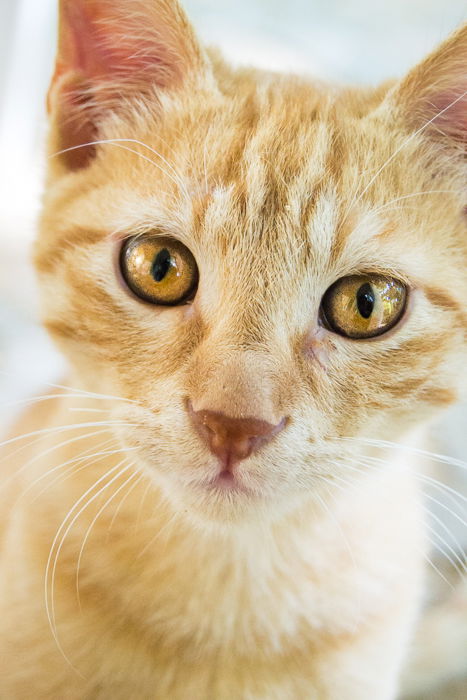 close up of a ginger cat with yellow eyes for a kitten photoshoot