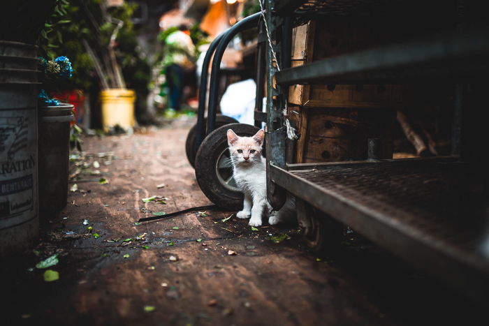 a cute white kitten hiding among garden objects for a kitten photoshoot