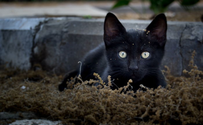 a black cat sitting in moss for a kitten photoshoot