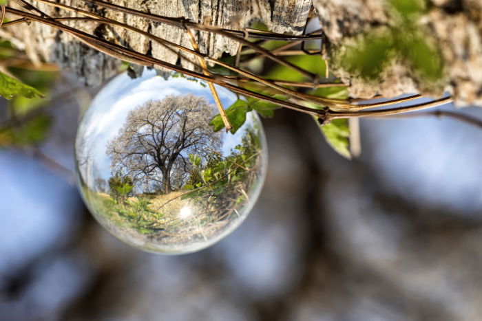 A waterdrop reflecting a tree